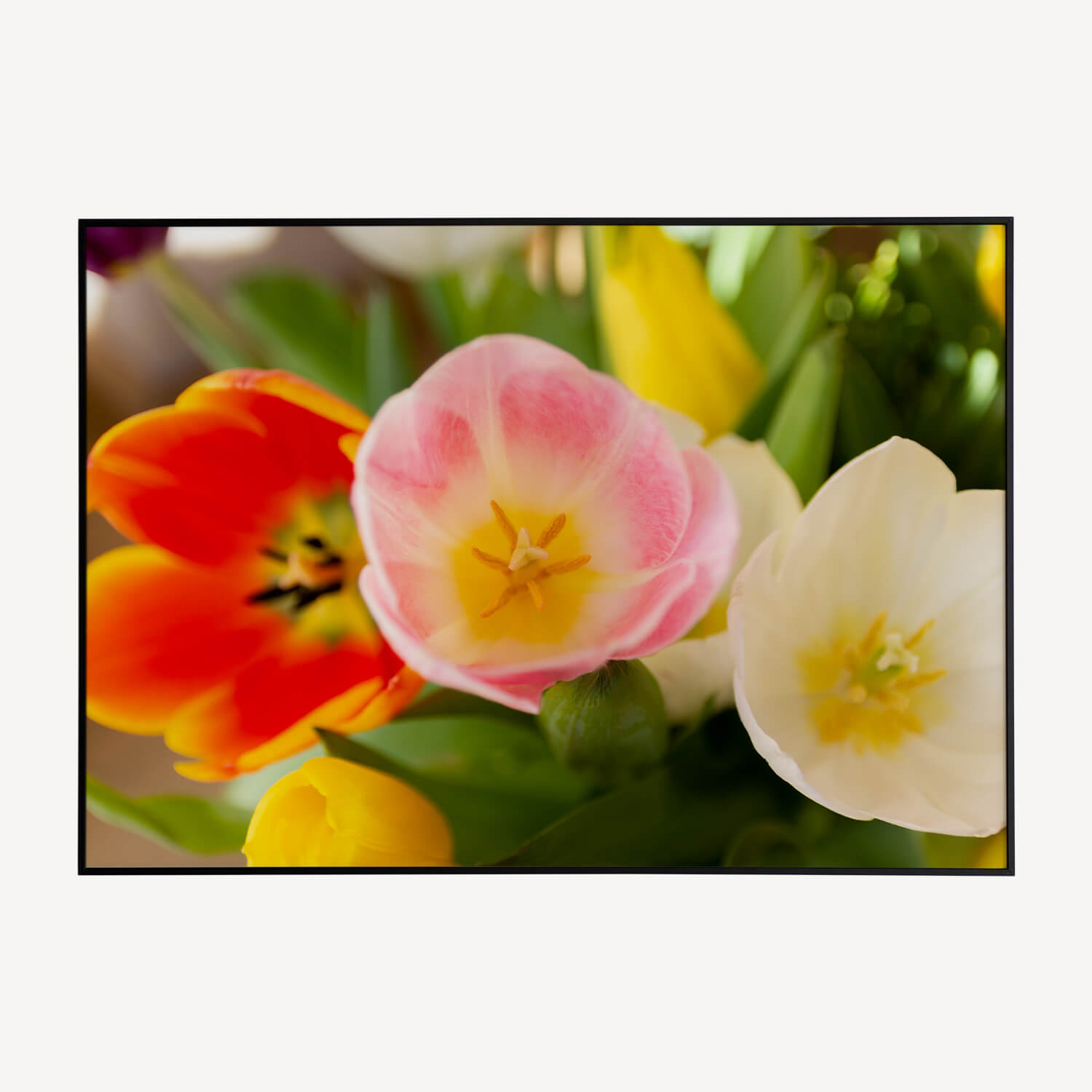 Tulpen Poster Online Kopen