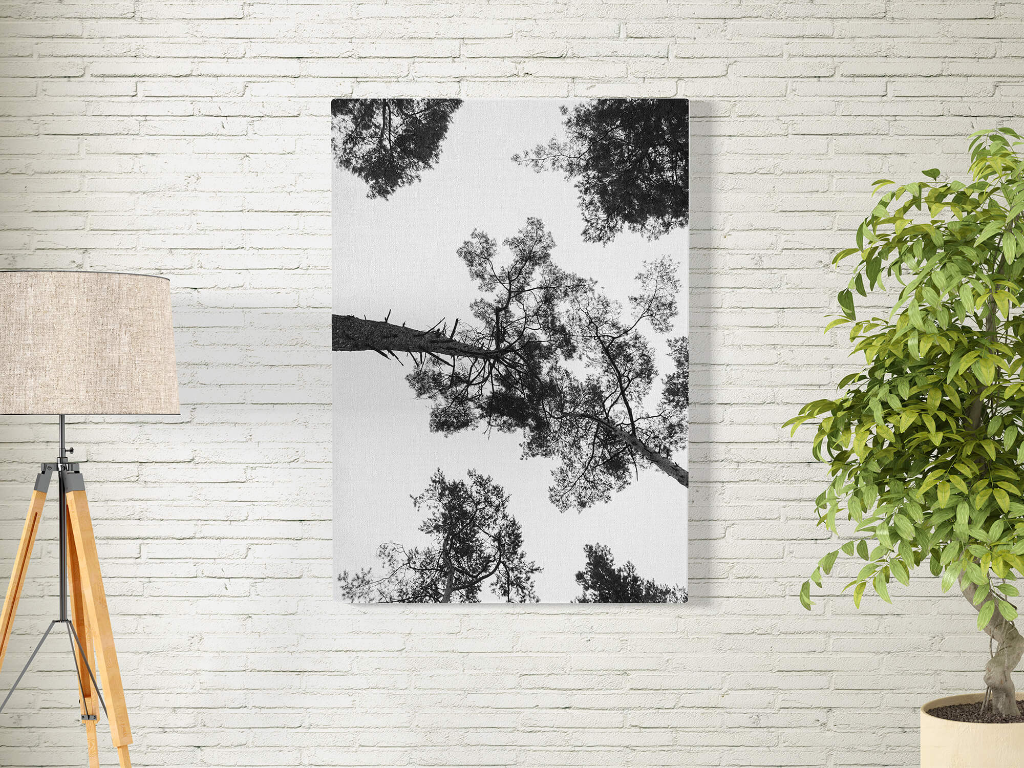 Bomen van onderen poster en print