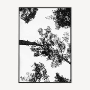 Zwart-Wit Bomen Poster en Print
