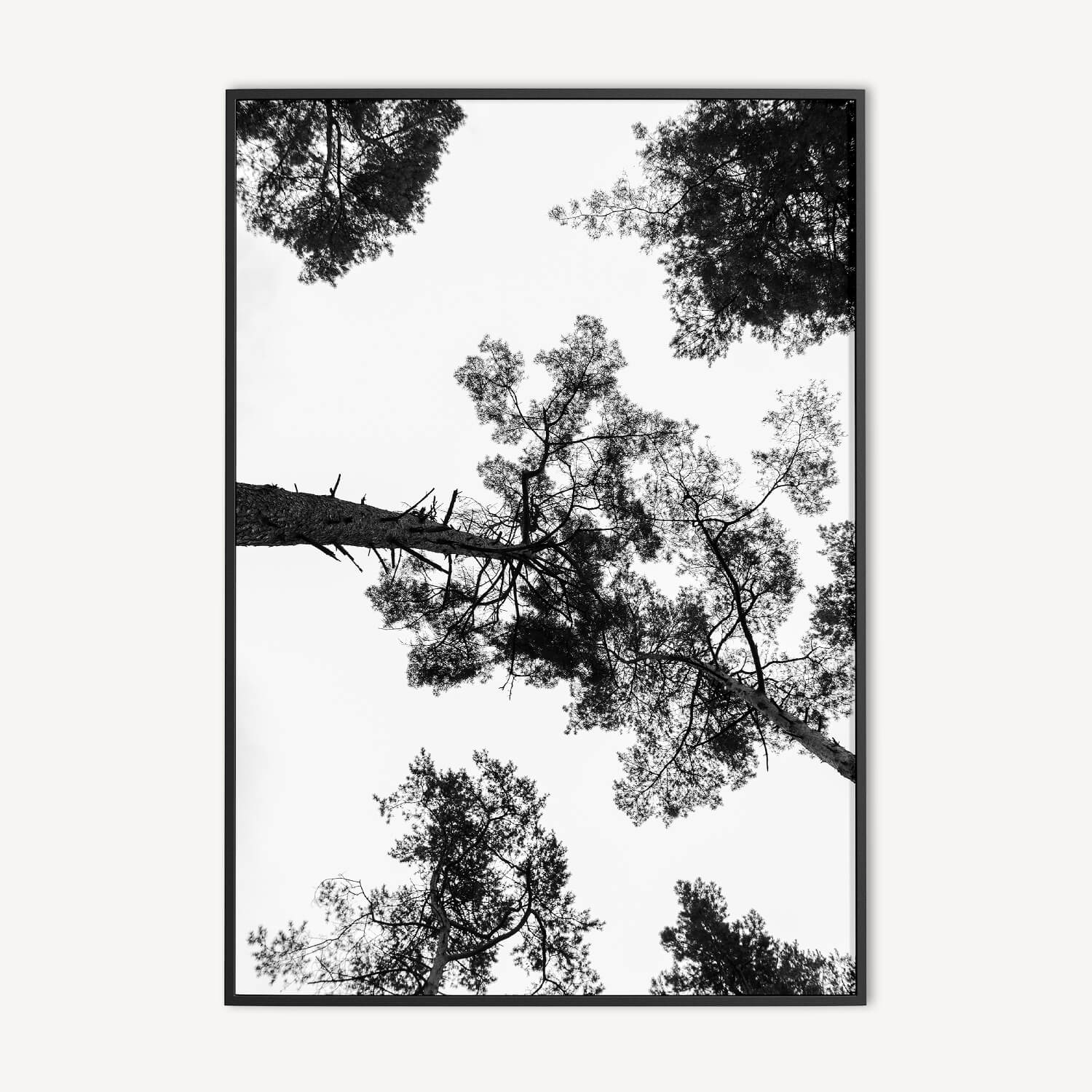 Zwart-Wit Bomen Poster en Print