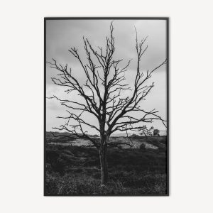 Zwart Wit poster met boom